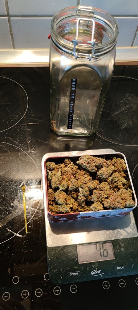 Kannabia: Ein run mit Indica geht das gut?