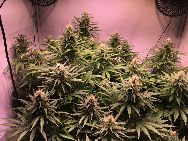 Growreport Bild 9