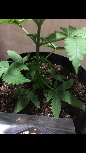 Growreport Bild 2