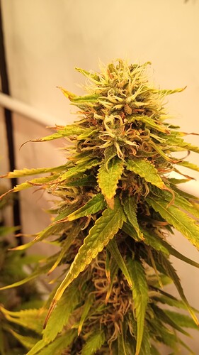 Growreport Bild 37