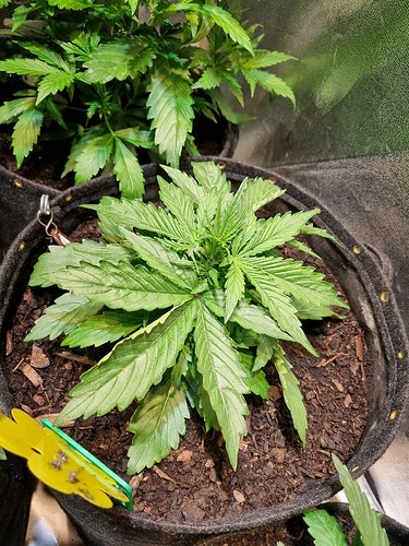 Growreport Bild 19