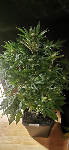 Growreport Bild 33
