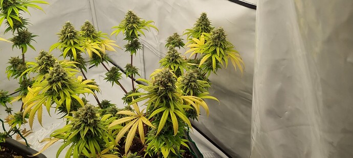 Growreport Bild 1