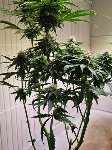 Growreport Bild 4