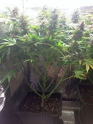 Growreport Bild 11