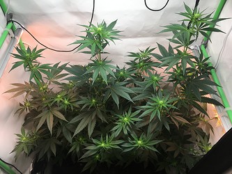 Growreport Bild 6