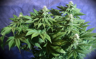 Growreport Bild 24