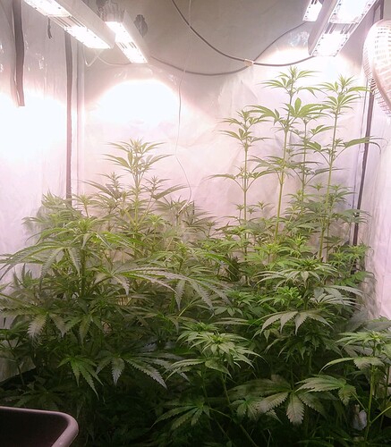 Growreport Bild 13