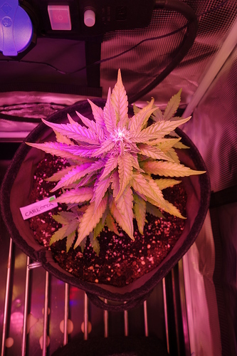 Growreport Bild 40