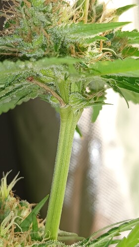 Growreport Bild 7