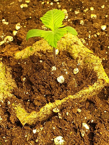 Growreport Bild 1
