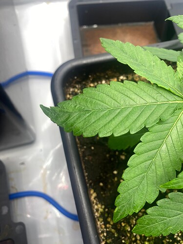 Growreport Bild 17