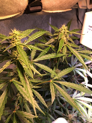 Growreport Bild 30