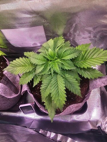 Growreport Bild 8