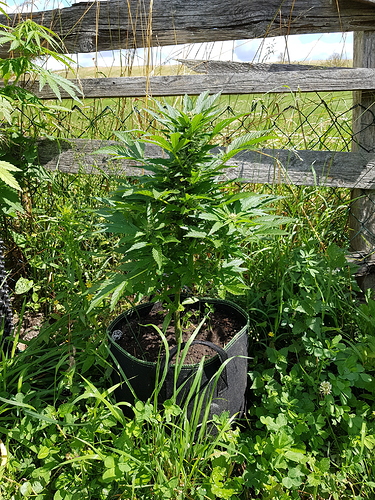 Growreport Bild 11