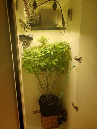 Growreport Bild 2