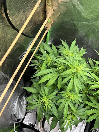 Growreport Bild 2