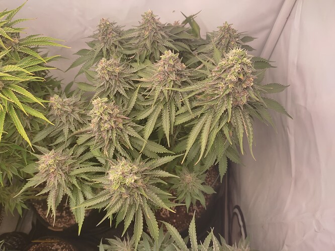 Growreport Bild 13
