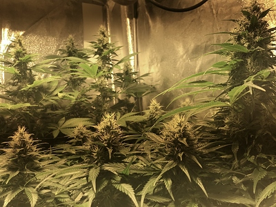Growreport Bild 5