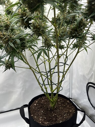 Growreport Bild 8