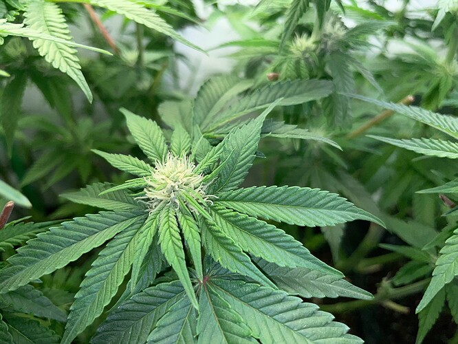 Growreport Bild 5