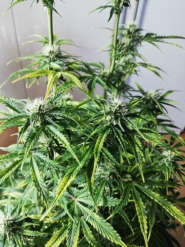 Growreport Bild 32