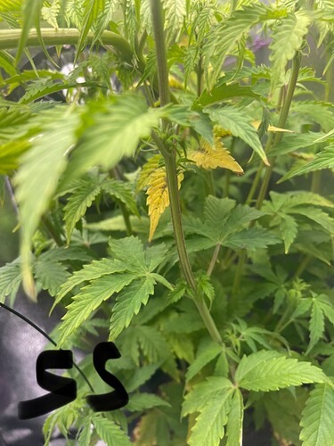 Growreport Bild 3