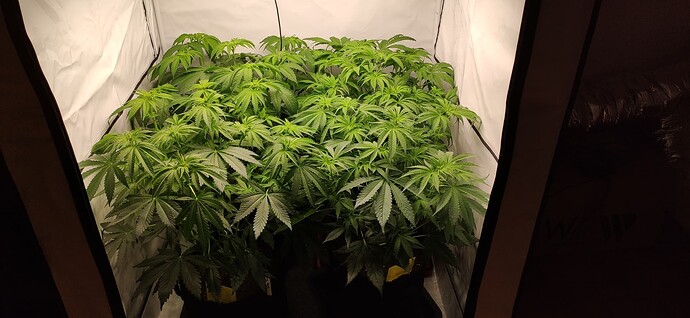 Growreport Bild 17