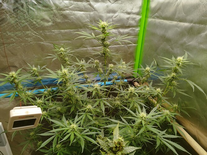 Growreport Bild 5