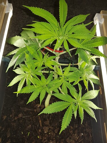 16916750340638524122326071722462