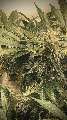 Growreport Bild 29