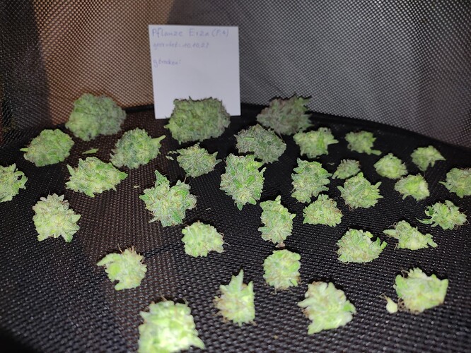 Growreport Bild 20