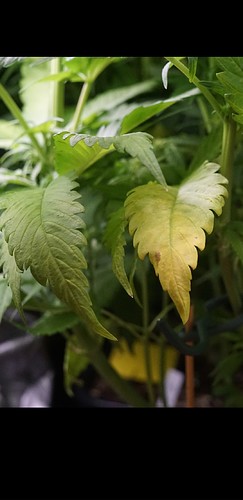 Growreport Bild 5