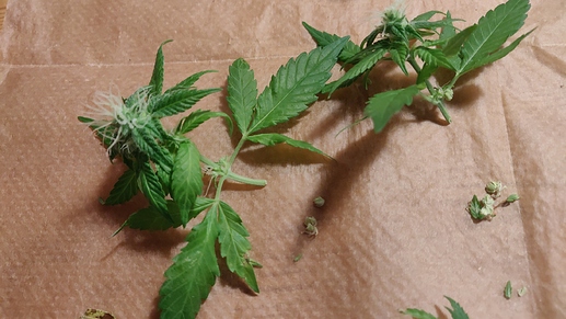 Growreport Bild 21