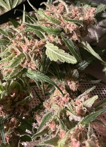 Growreport Bild 23