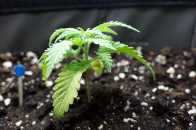 Ein junger Cannabis-Keimling mit mehreren Blättern, der in dunkler Erde wächst. Ein kleiner blauer Marker ist links im Bild zu sehen.