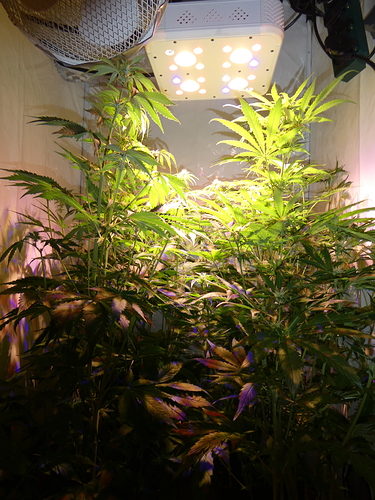 Growreport Bild 1