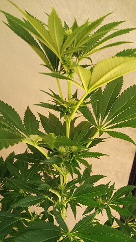 Growreport Bild 31