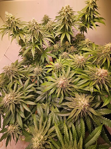 Growreport Bild 2