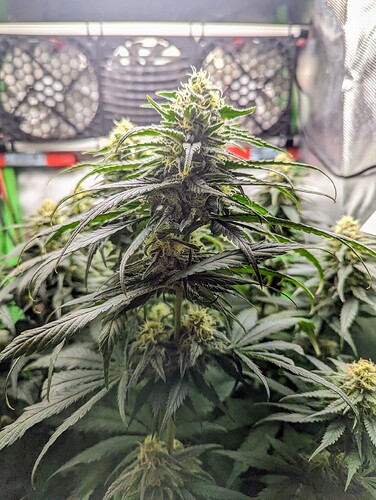 Growreport Bild 8