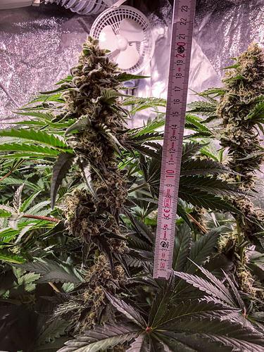 Growreport Bild 4