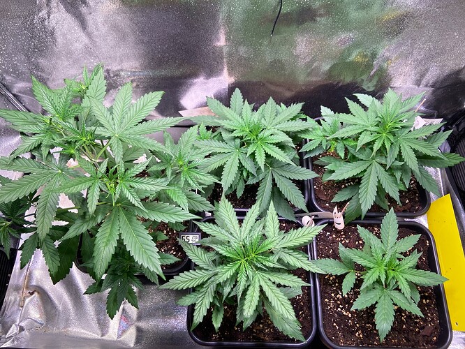 Growreport Bild 5