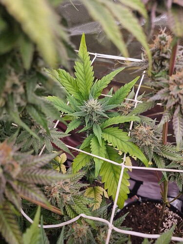 Growreport Bild 13