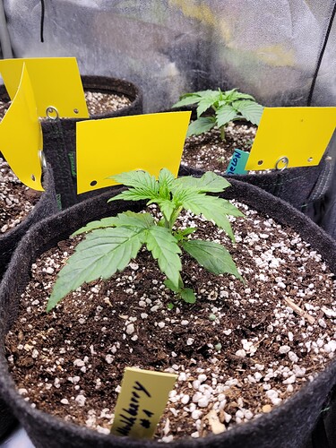 Growreport Bild 5