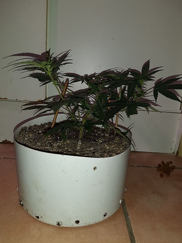Growreport Bild 7