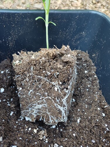 Growreport Bild 17