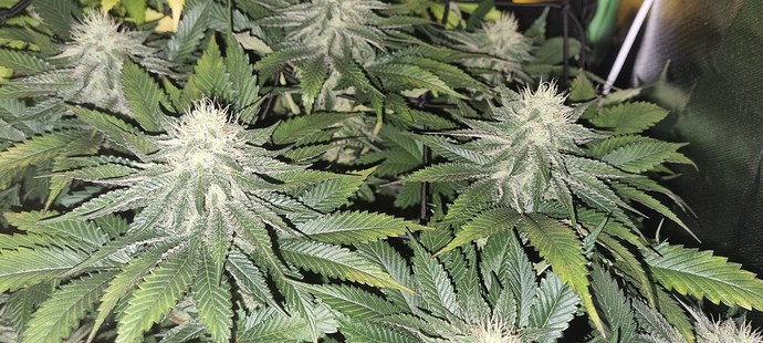 Growreport Bild 8