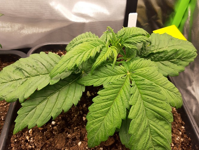 Growreport Bild 8