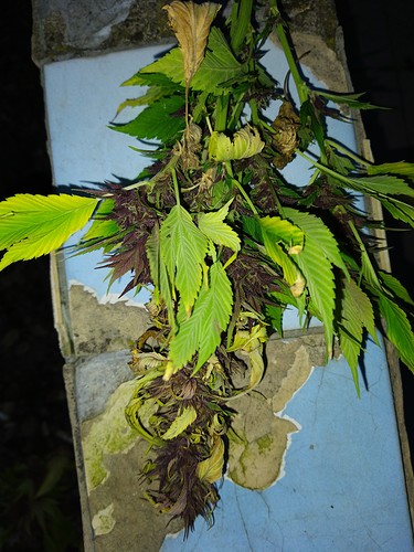 Growreport Bild 7