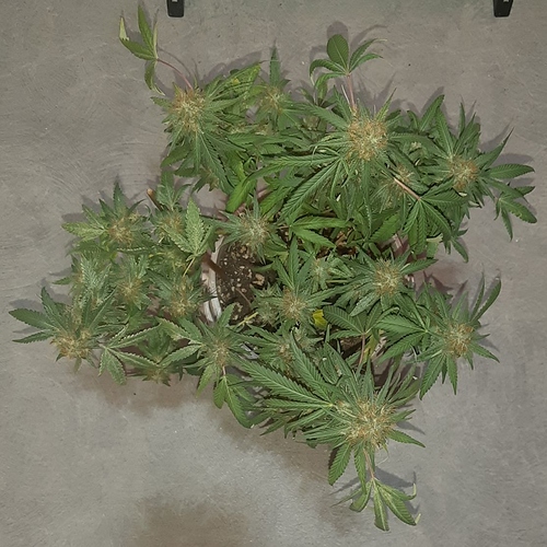 Growreport Bild 5